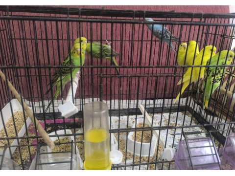 Ev Ortamında Yetiştirdiğim Yavru Muhabbet Kuşları