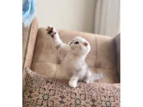 Full Şecereli Anne Baba Özel Scottish Fold Yavrumuz