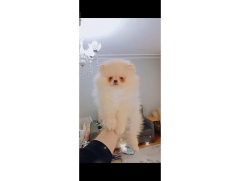 Pomeranian Boo Erkek