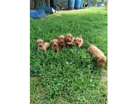 Minik Kalan Büyümeyen Maltipoo Bebekler