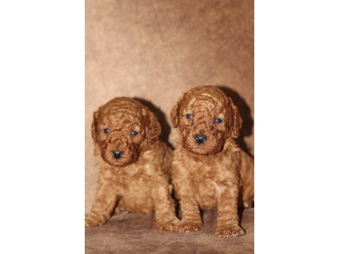 Red Poodle Yavrular İzmir
