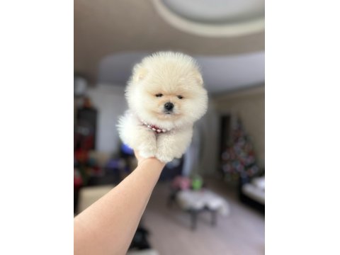 Tam Ayı Surat Pomeranian Boo