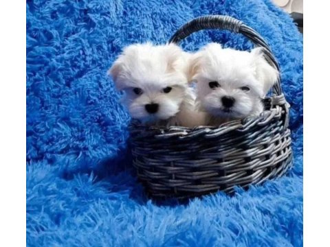 Sevimli Maltese Köpeği Yavrularımız