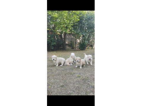 Bayramdan Sonra Teslime Hazır Golden Retriever Yavruları