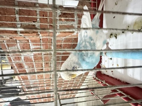 Sahiplendirmek İçin Mavi Sıcakkanlı Muhabbet Kuşu