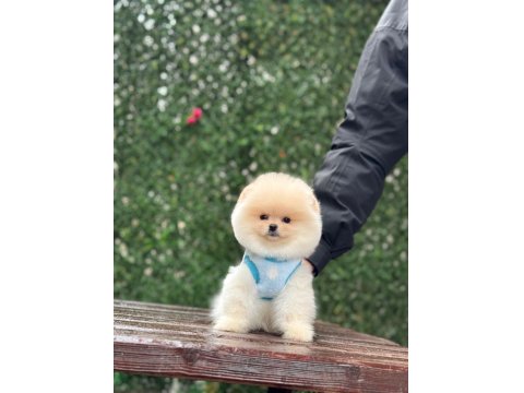 Teacup Pomeranian