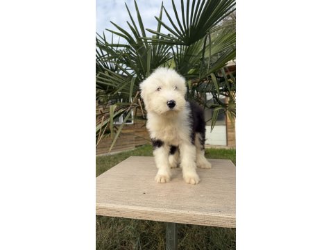 Sevgi Dolu Dev Köpek Bobtail