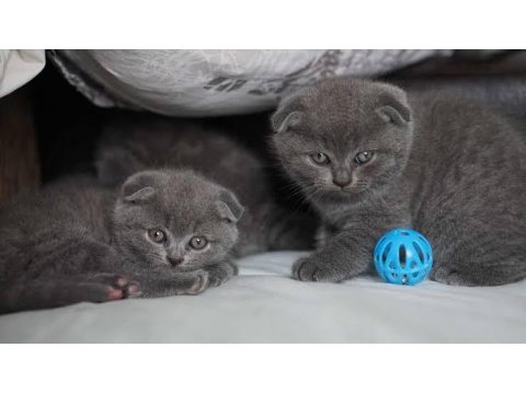 Ruhsatlı İşletmeden Evraklı Scottish Fold Bebekler