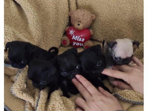 Orjinal Safkan A+ Kalite Pug Mops Yavrular