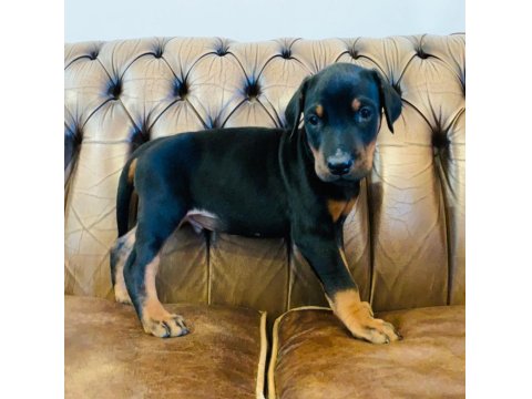 A Kalite Doberman Yavruları