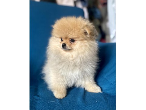 Mini Boy Pomeranian Boo Kızım