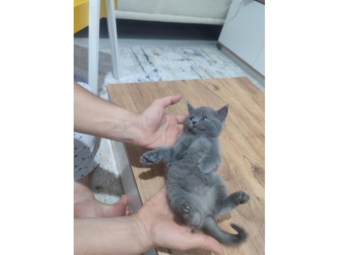 Yavru Kedilerimiz Yeni Yuvaları İçin Hazır