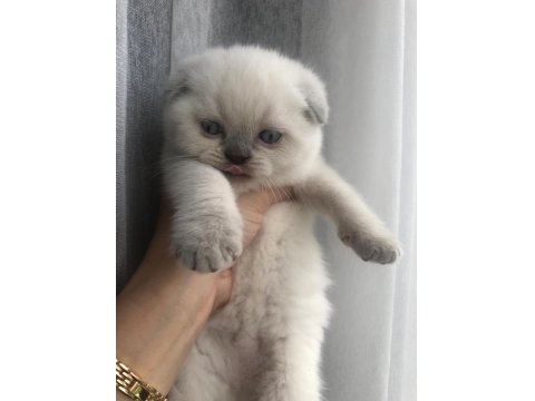 Scottish Fold Cinsi Yavru Kediler