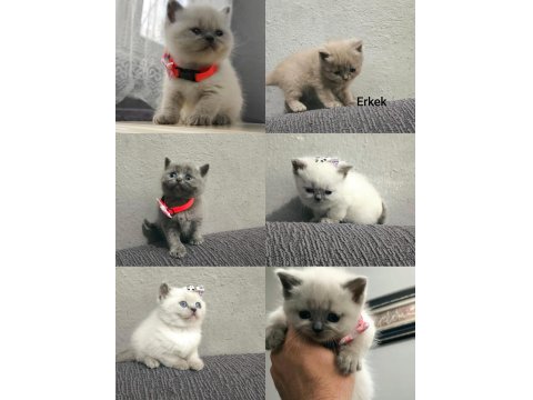 2 Aylık British Shorthair Pluepoint Yavrularım