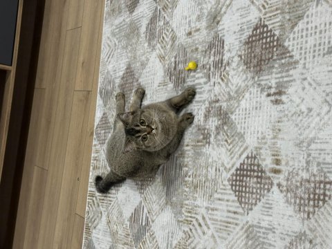 Ücretsiz Sahiplendirme Kedimiz