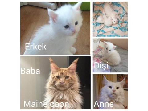 Maine Coon Yavru Kedimiz