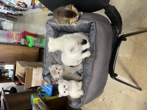 British Shorthair Yavruları