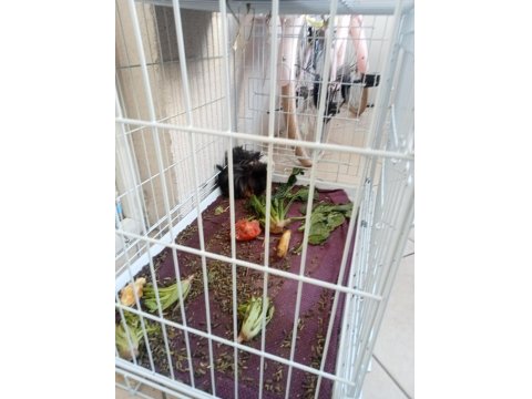 2 Adet Dişi Guinea Pig Ve Büyük Kafes