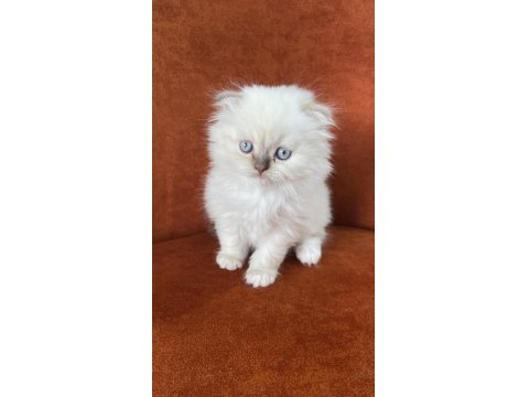 Scottish Fold Longhair Blue Point