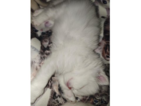 Kar Beyazı British Longhair Kedimiz