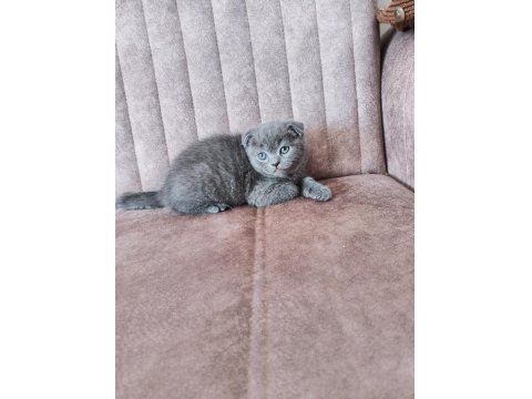 Sağlıklı Ve Safkan Scottish Fold Yavruları
