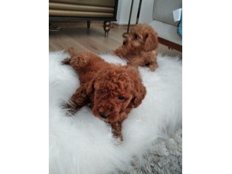 Orjinal Toy Poodle Yavrular