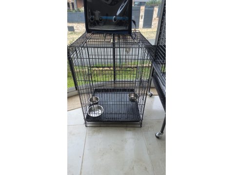 El Beslemesi Konuşan Jako Papağanı