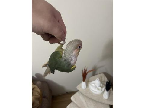 Oyuncu Konur Papağanımız