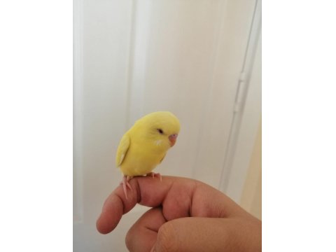 1 Aylık Yavru Erkek Muhabbet Kuşu