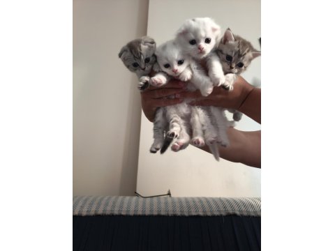 Scottish Fold Yavru Kedilerimiz