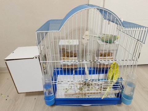 Evcil Ve Alışkındır Çocuklu Aileler Ve Üreticiler İçin On Numara Fiyat