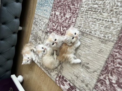 2 Aylık Erkek-Dişi İran Kediler