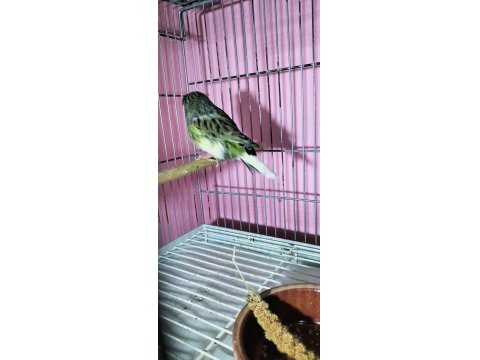 Gloster Erkek Kanarya