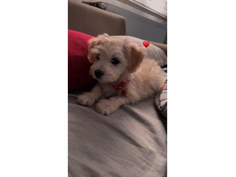 Maltese Terrier Yavru