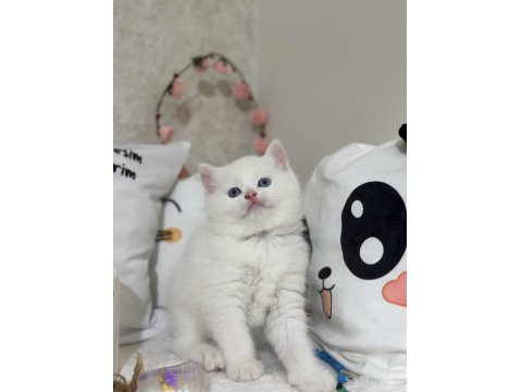 Kar Gibi British Shorthair