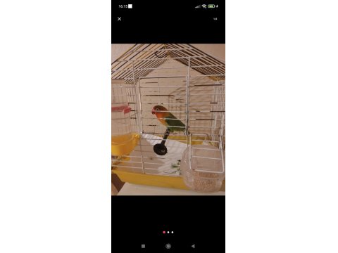 2 Yaşında Erkek Cennet Papağanı