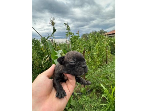 A Kalite French Bulldog Yavruları Yalova