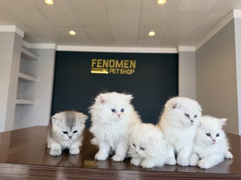 En Güzel Brıtısh Shorthair Yavruları Renk Renk Ankara