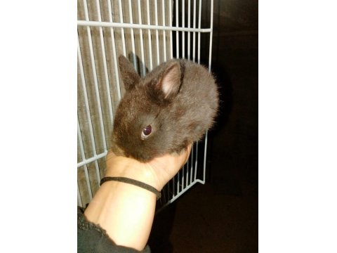 Hollanda Cüce Tavşanı Bebeklerimiz Yeni Yuvalarını Arıyor