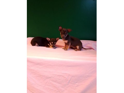 Mükemmel Pinscher Yavrularımız