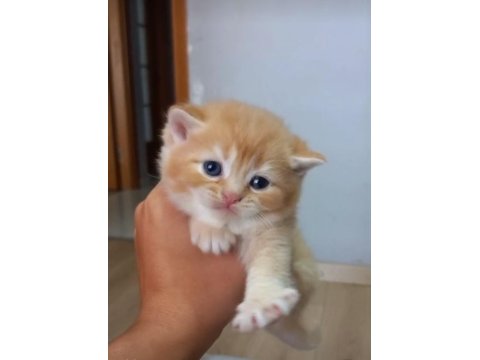 British Shorthair Ny12