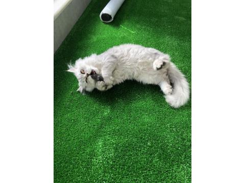 Sahibinden British Longhair Erkek Kedi