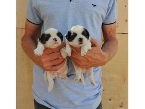 Ev Ortamında Bakılan Kendi Köpeğimizin Yavrularıdır