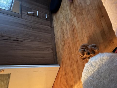 2 Aylık Dişi Cocker