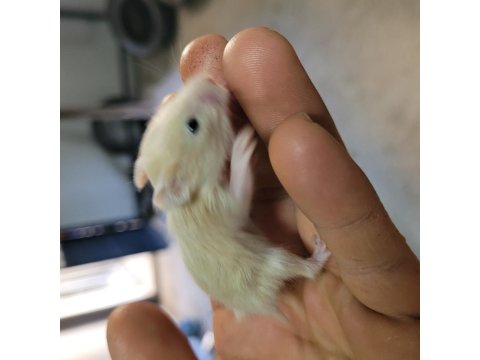 Yavru Hamster Ve Kafes Takımları