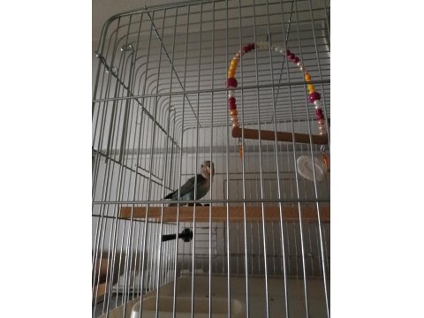 Sevda Cennet Papağanı