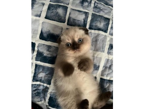 Güzel Kedi Yavrularımız Yeni Yuvasını Arıyor