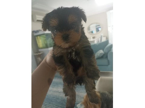 35 Günlük Erkek/Dişi Şecereli Yorkshire Terrier Bebekler