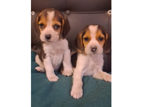 Sağlıklı Beagle Yavru Köpekler