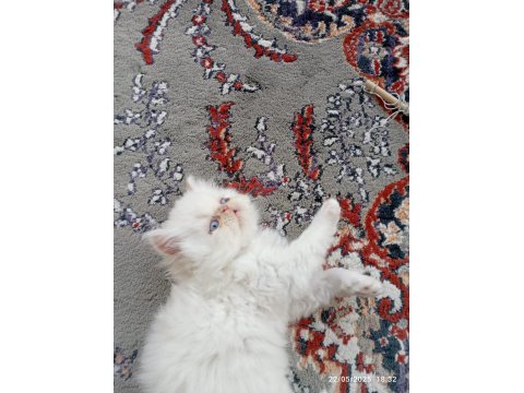 İran Persian Longhair